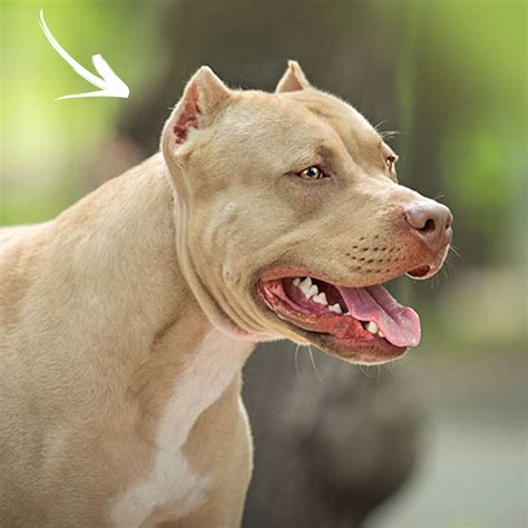 Pitbull clipped ears. Things To Know About Pitbull clipped ears. 